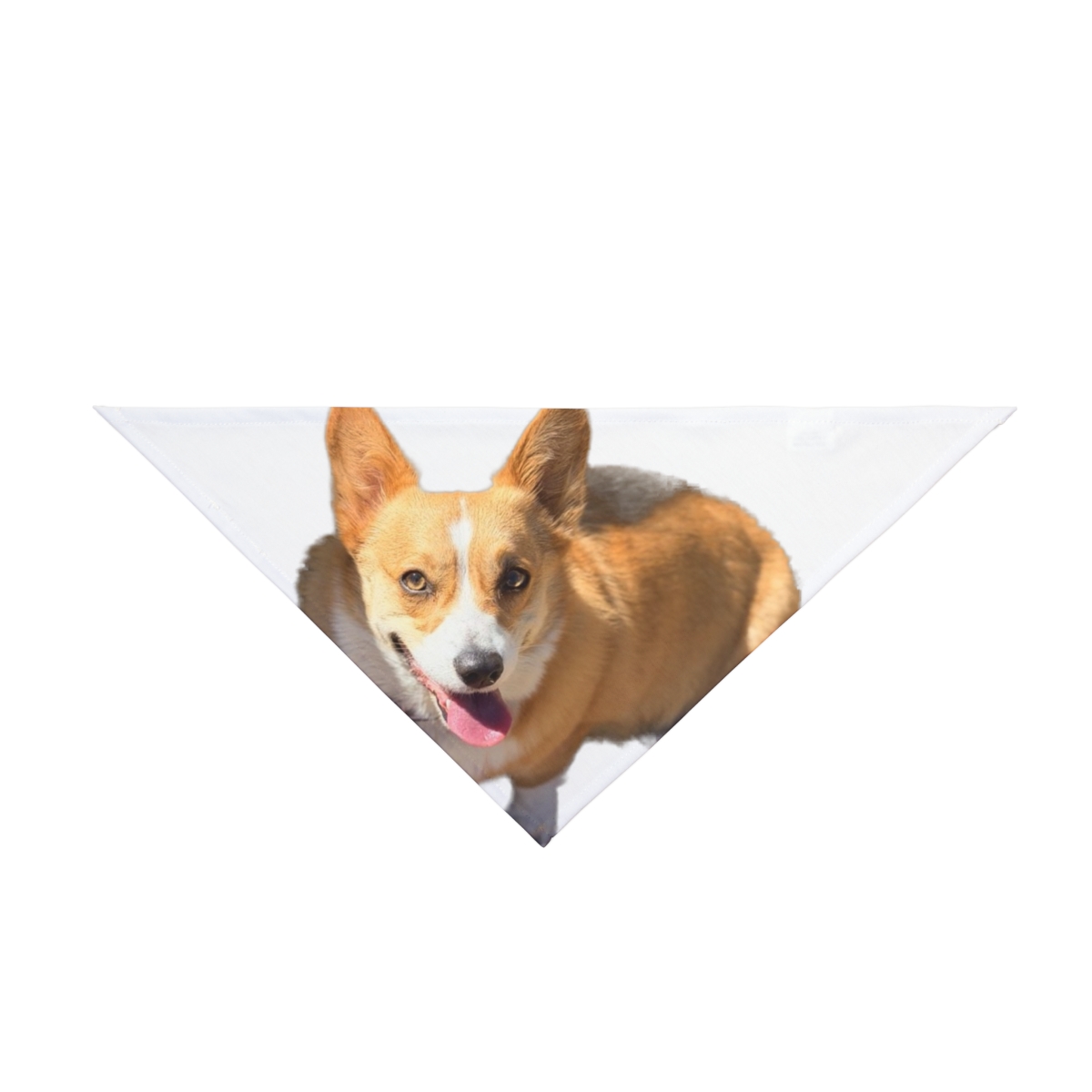 Corgi bandana